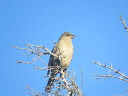 صورة Rauenia bonariensis (J. F. Gmelin 1789)