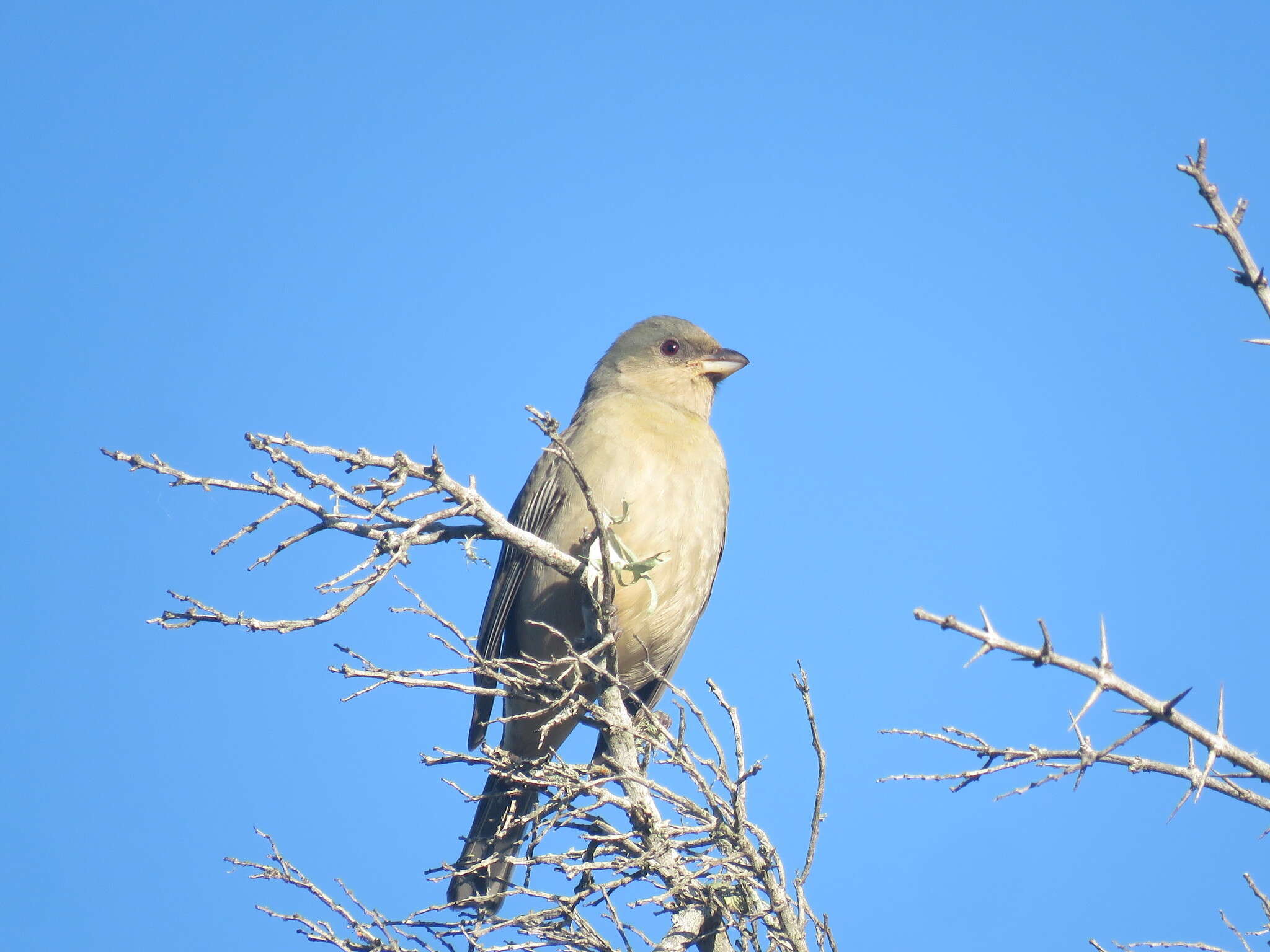 Image of Blue-and-yellow Tanager