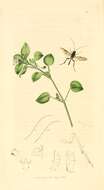 Image of Ibalia (Ibalia) leucospoides (Hochenwarth 1785)