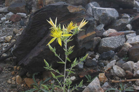 Image of giant blazing star