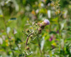 Image de Cirsium sieversii (Fisch. & C. A. Mey.) Petr.