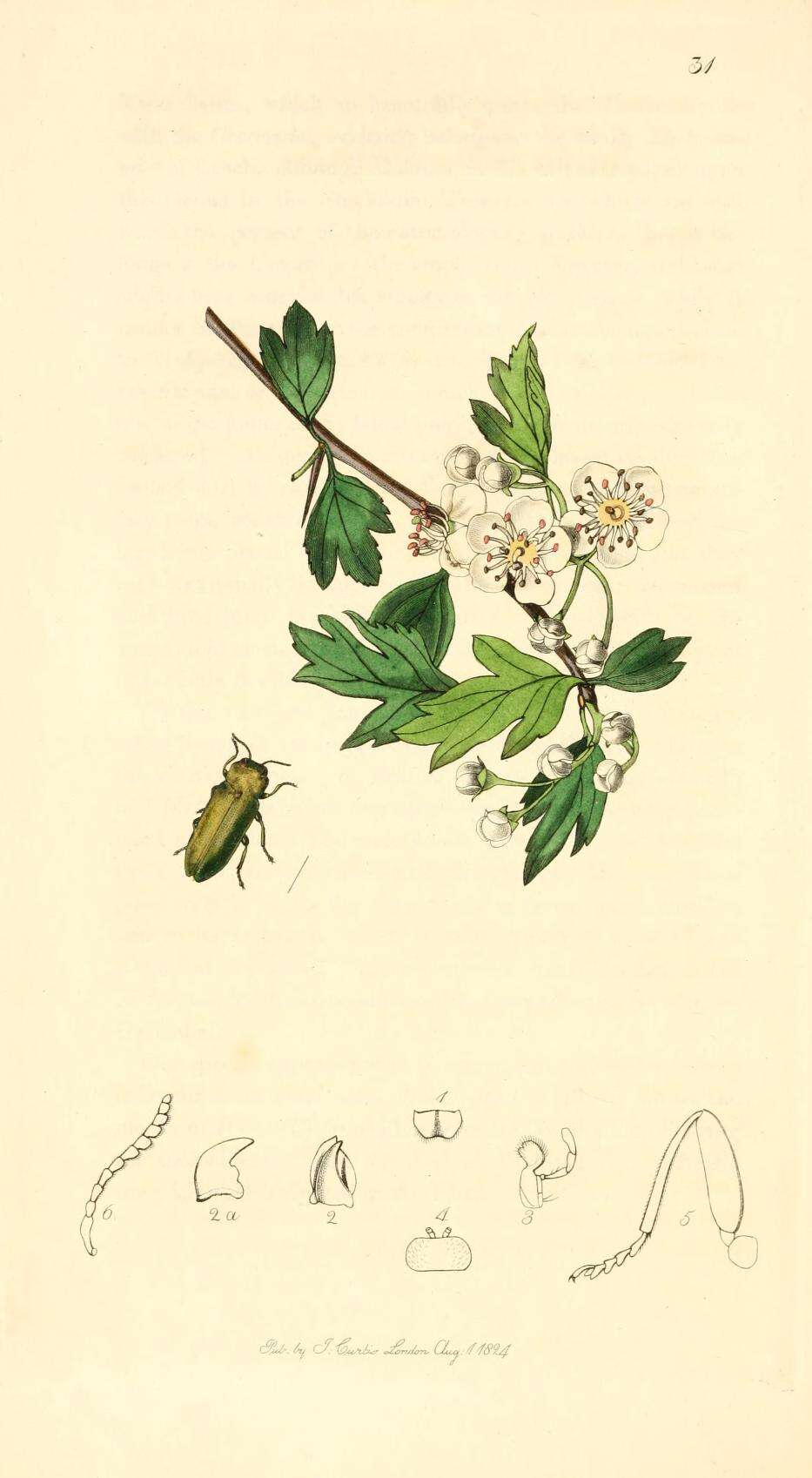 Image of Anthaxia nitidula (Linnaeus 1758)