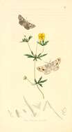 صورة Dyscia fagaria Thunberg 1784