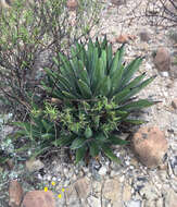 Image of Agave nickelsiae Rol.-Goss.
