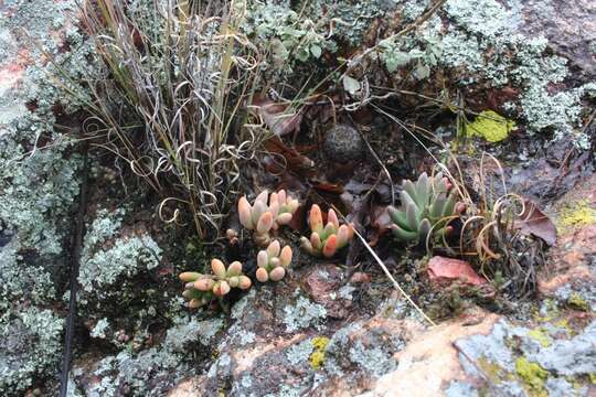 Image of Pachyphytum brevifolium Rose