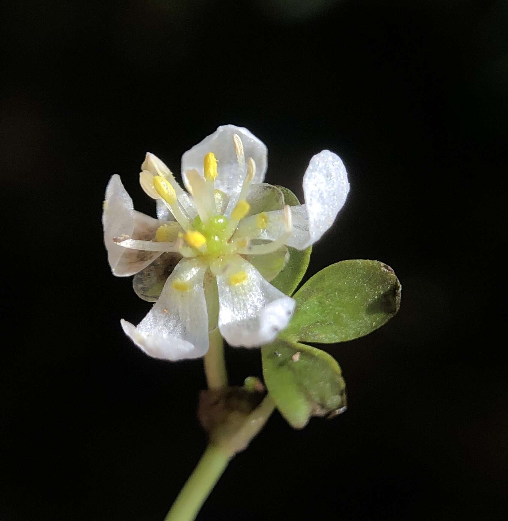 Image of Lobb's Water-Crowfoot