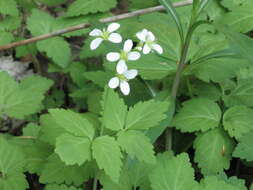 Image of bittercress