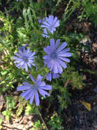 Image of chicory