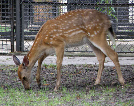 Слика од Cervus nippon mantchuricus Swinhoe 1864