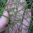 Image of Pseudolycopodium densum (Labill.) Holub