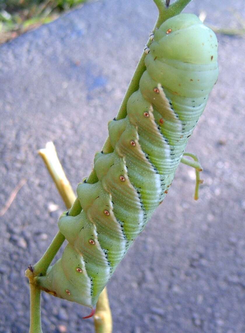 Image of Carolina sphinx