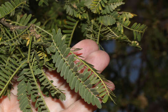 Imagem de Prosopis calderensis