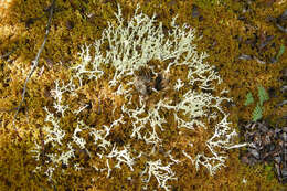 Image of Curled Snow Lichen