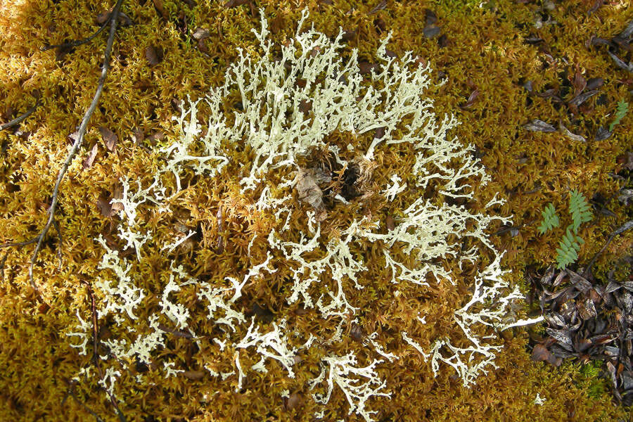 Image of Curled Snow Lichen