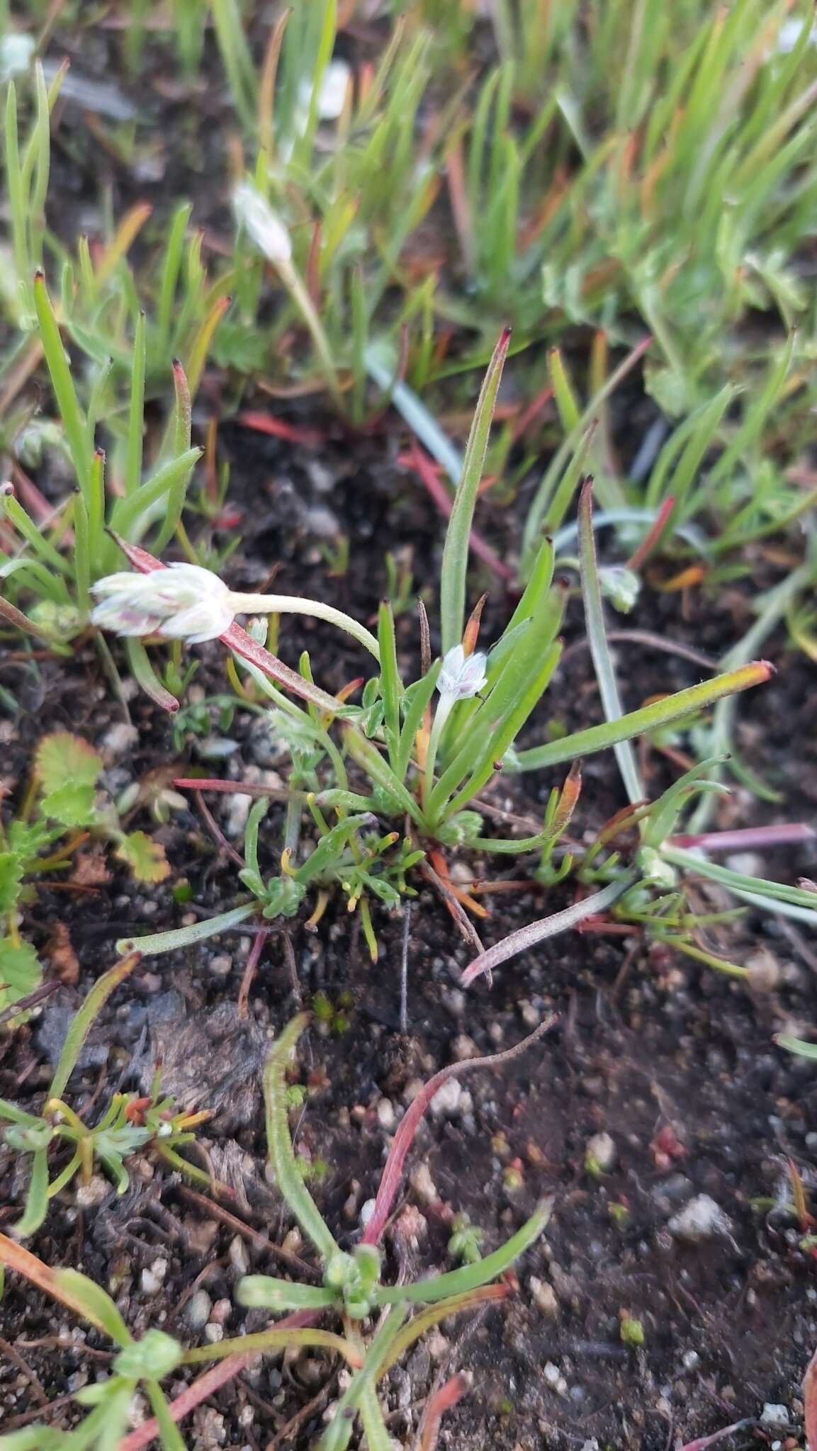 Image of Plantago litorea Phil.