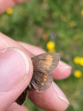 Image de Erebia pharte Esper 1777