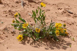 Image of badlands mule-ears