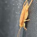 Image of False Jumping Bush Cricket