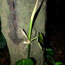 Philodendron hederaceum var. oxycardium (Schott) Croat的圖片