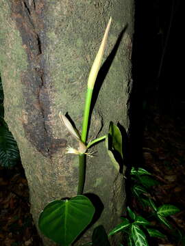 Image of heartleaf philodendron