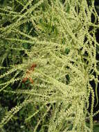 Image of bride's feathers