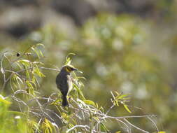 Image of Grey-fronted Honeyeater