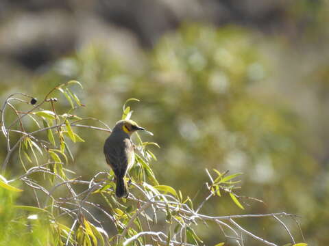 Image of Grey-fronted Honeyeater