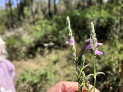 Image of Justicia adscendens subsp. adscendens