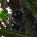 Image of Gray-handed Night Monkey