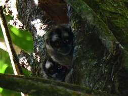 Image of Gray-handed Night Monkey