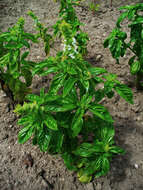 Image of sweet basil