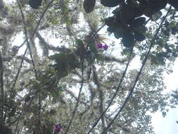 صورة Sobralia altissima D. E. Benn. & Christenson