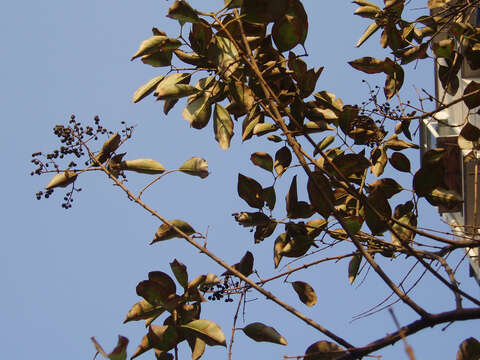 Image of glossy privet