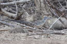Image of Lesser Roadrunner