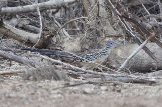 Image of Lesser Roadrunner