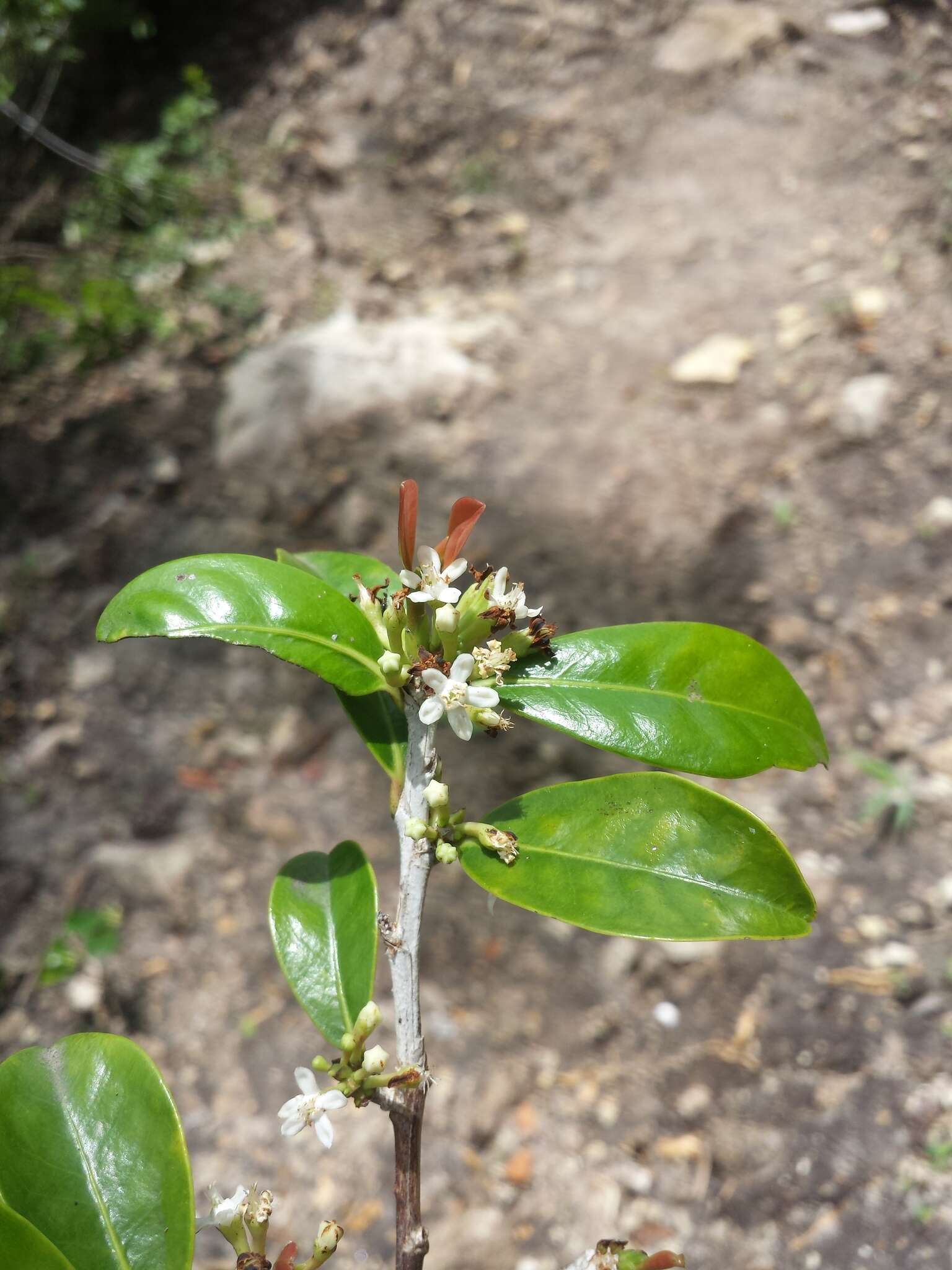 Erythroxylum coffeifolium Baill.的圖片