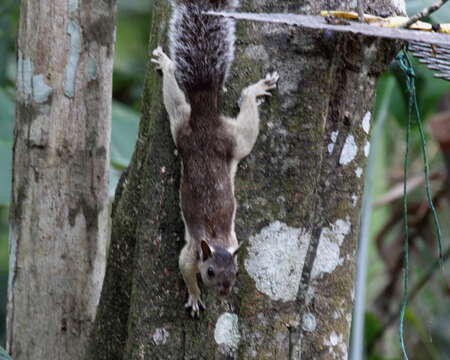 Imagem de Sciurus variegatoides Ogilby 1839