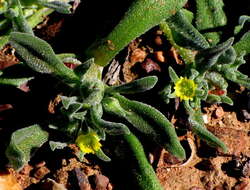 Image of Cleretum papulosum subsp. papulosum