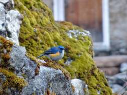 Image of Himalayan Bluetail