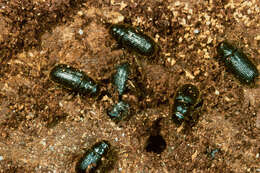 Image of European spruce beetle