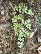 Image of hairy false cloak fern