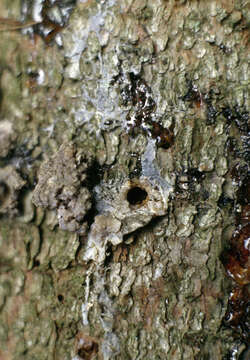 Image of European spruce beetle