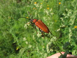Image of Red Flower Longicorn