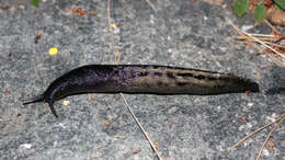 Image of ash-black slug