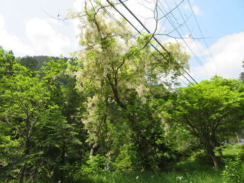 Plancia ëd <i>Wisteria floribunda</i> var. <i>alba</i> DC.