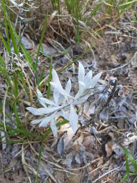 Image of Senecio crassiflorus (Poir.) DC.