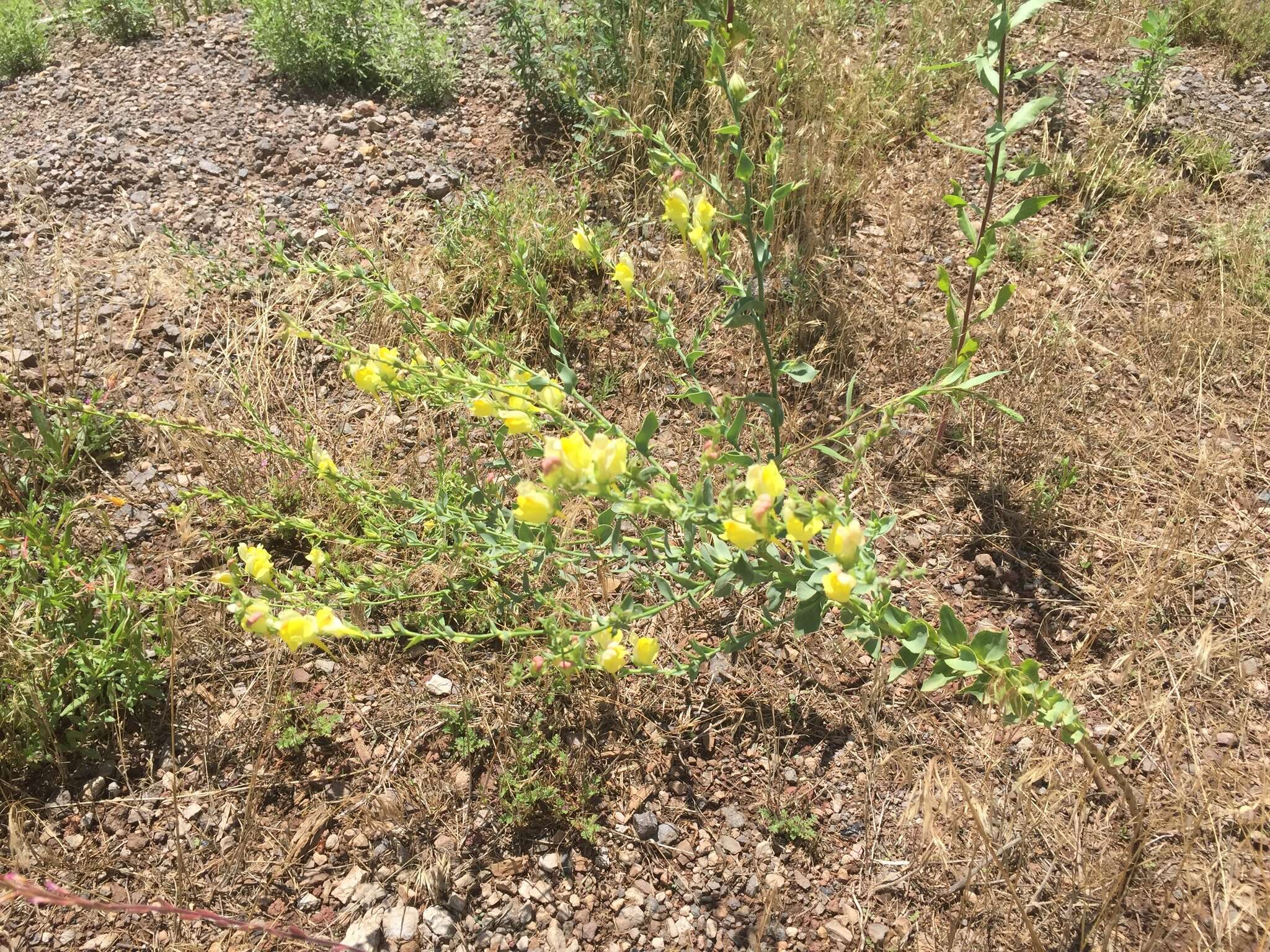 Image of Linaria dalmatica subsp. dalmatica