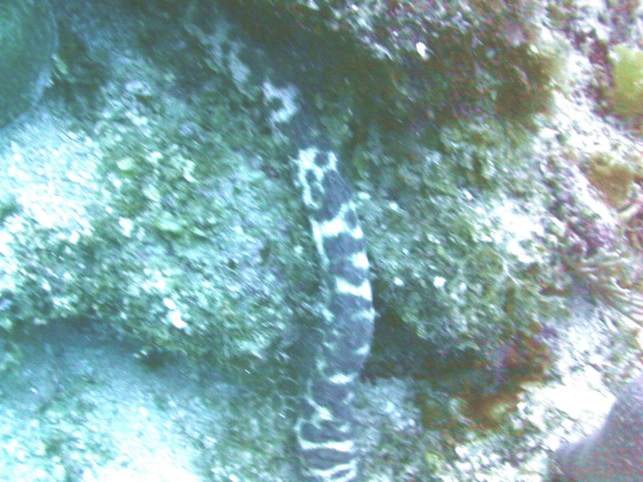 Image of tiger tail sea cocumber