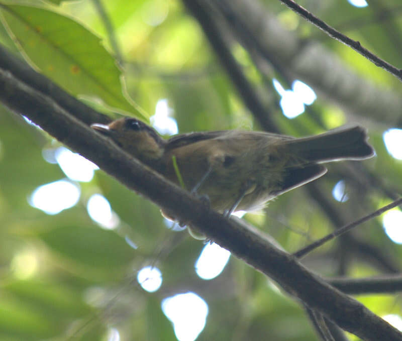 Image of Iriomote Tit