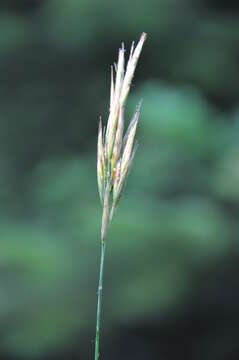 Image of Ergot